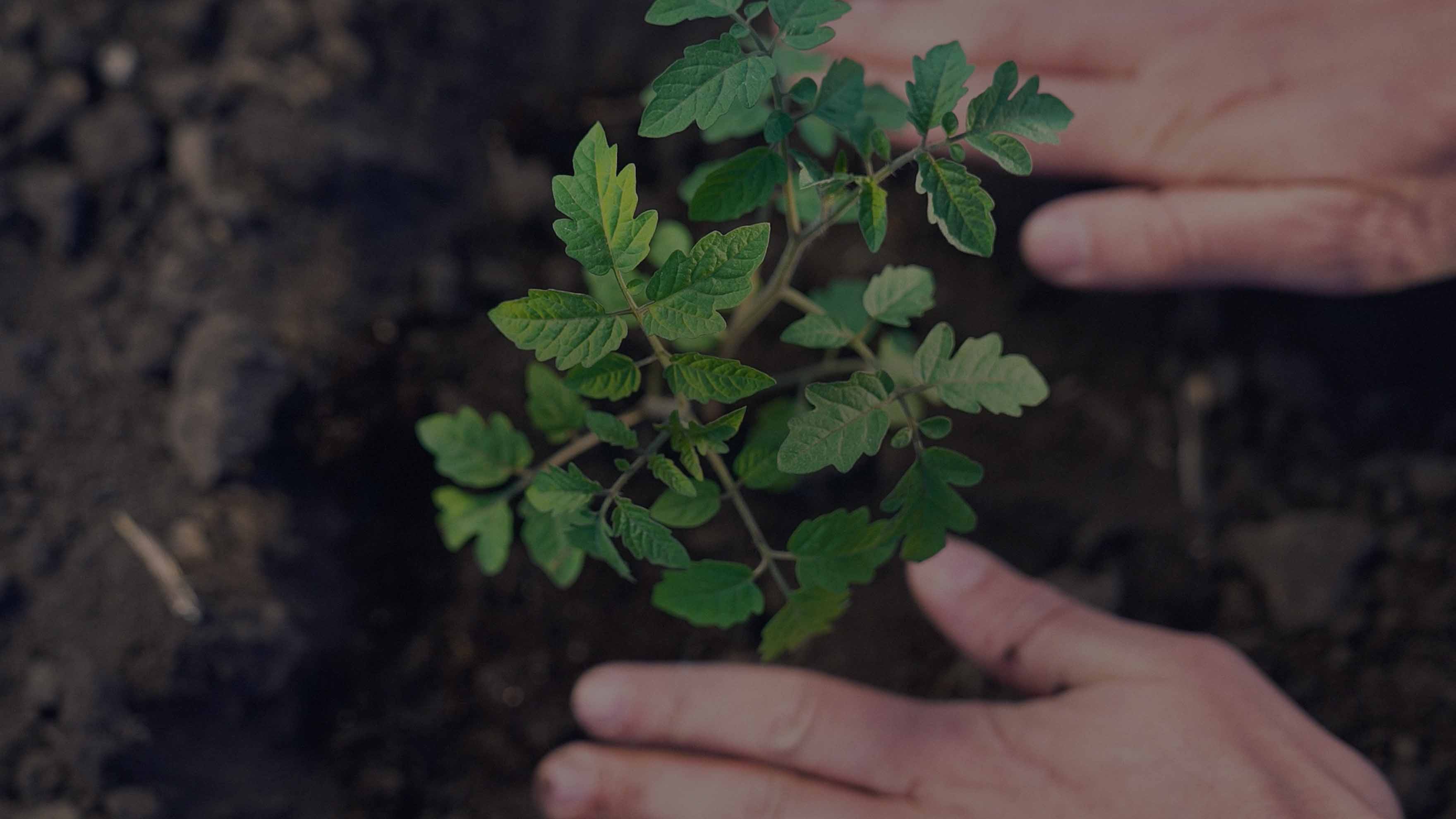 Hanwha has made it a priority to address environmental issues, nurture its workforce talent, and provide transparent governance.